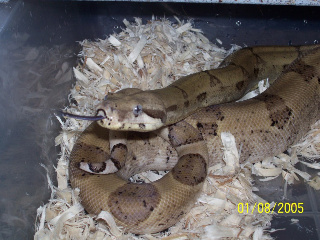 boas009_resized