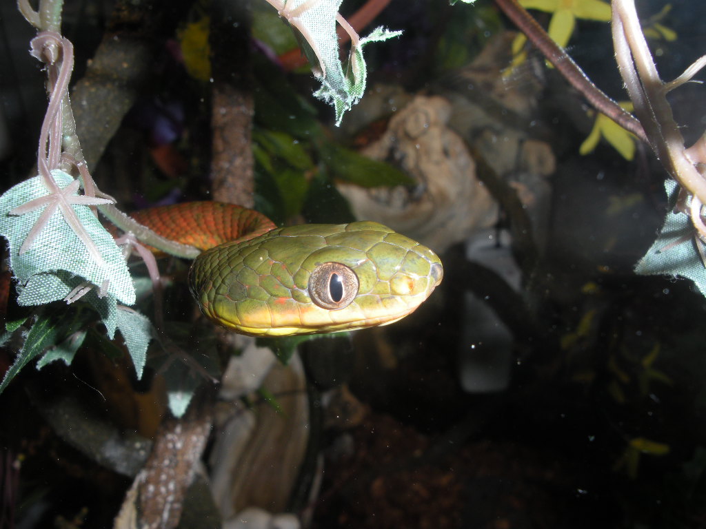Boiga nigricepts