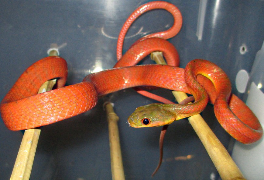 Boiga nigricepts