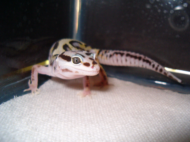 Bold Stripe