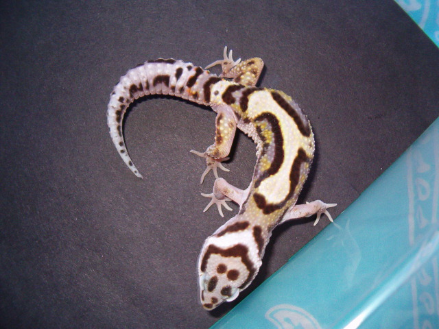 Bold Stripe