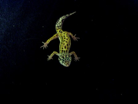 Bold_jungle_sub_female