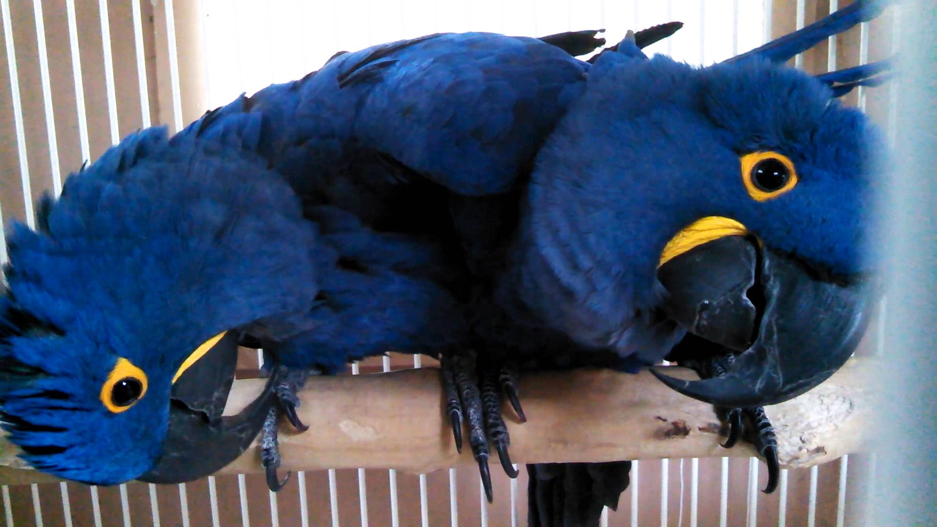Bonded pair of Hyacinth macaw (502) 785-6273.