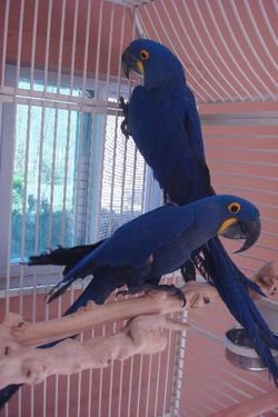 Bonded pair of Hyacinth macaw.