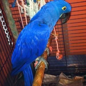 Bonded pair of Hyacinth macaw.