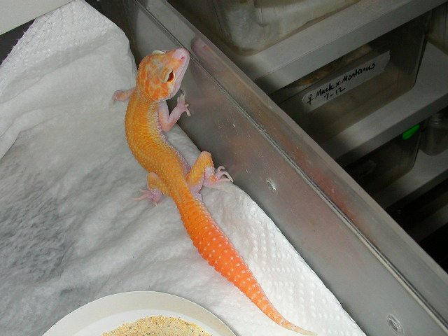 Boots, male Red Eyed Raptor