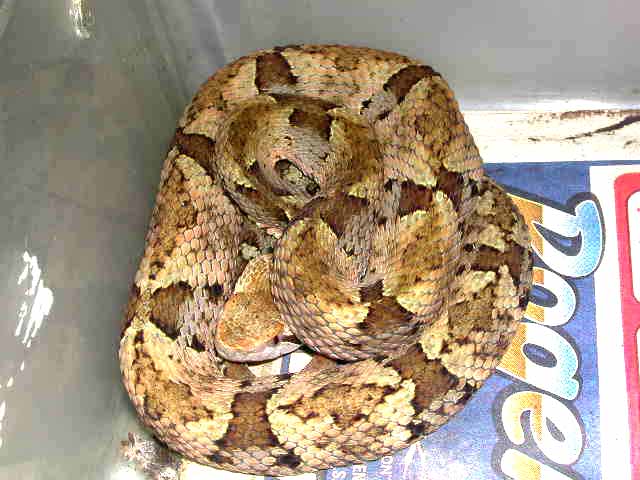 Bothrops venezuelensis