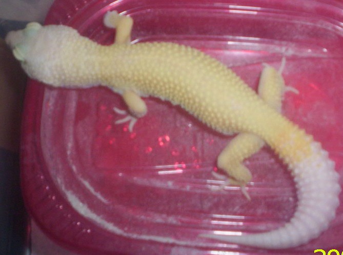 Bought him from LetkeysLeos.com