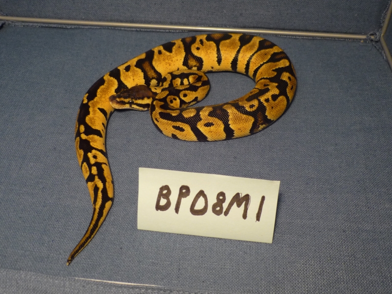 BP08M1-PIC1