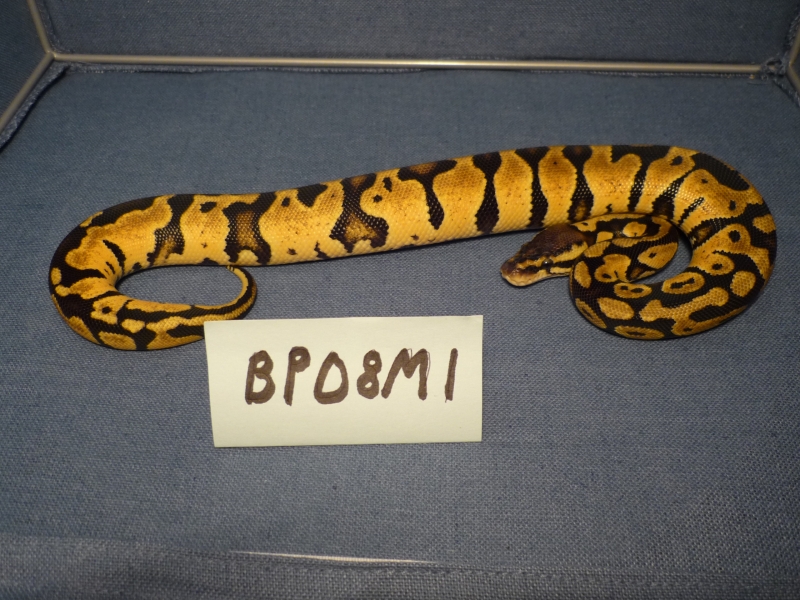 BP08M1-PIC2