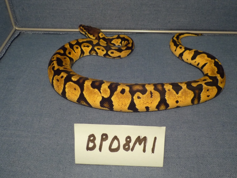BP08M1-PIC3