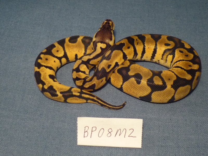 BP08M2-PIC1