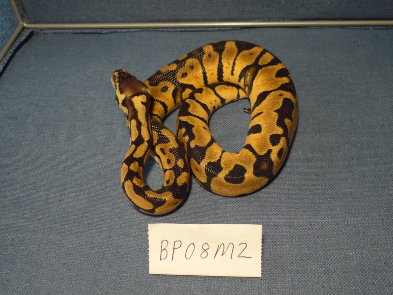 BP08M2-PIC2