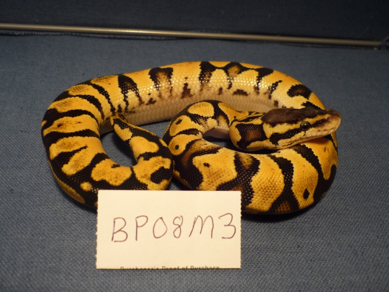 BP08M3-PIC1