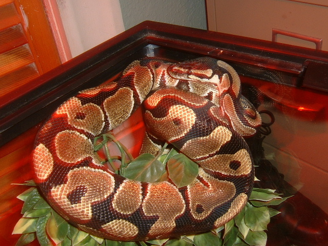 BP2