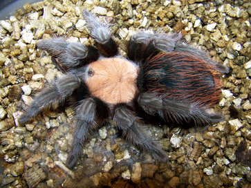 brachypelma albiceps,mexican golden redrump