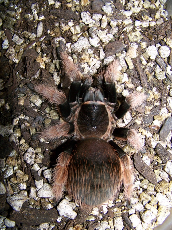 brachypelma klassi, mexican pink