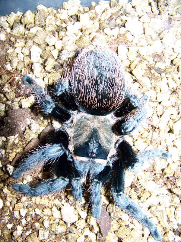 brachypelma verdezi