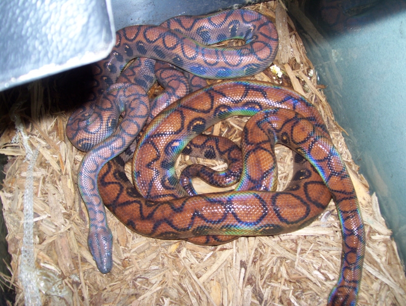 brazilian rainbow breeders