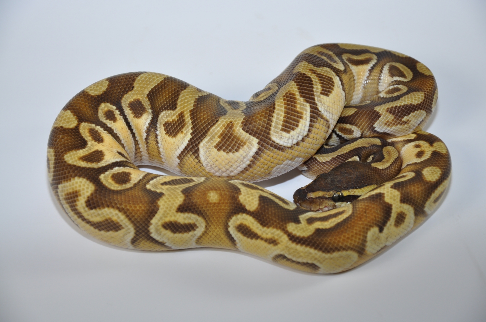 BREEDERS AND FUTURE BREEDERS