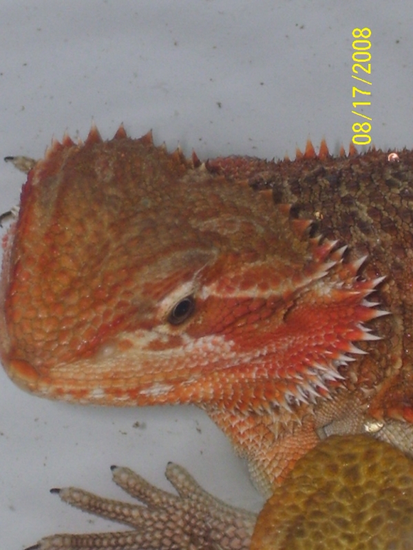 breeders_009