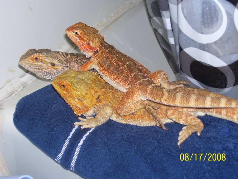 breeders_025