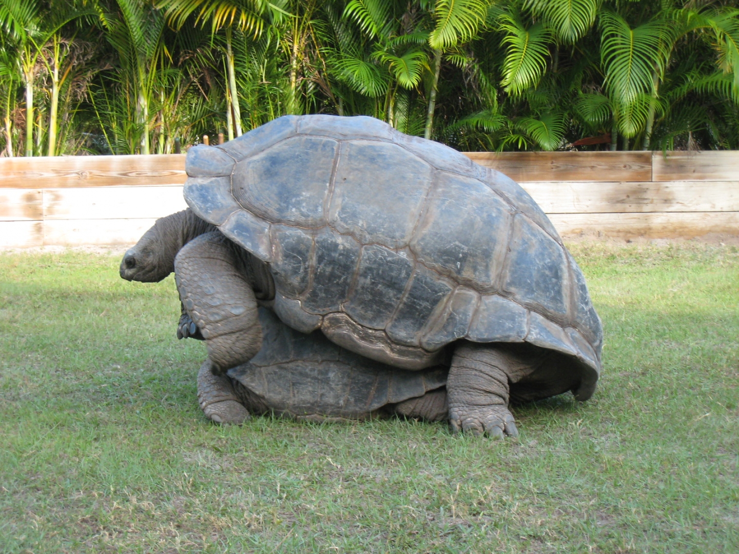 BREEDING ALDABRA TORTOISES