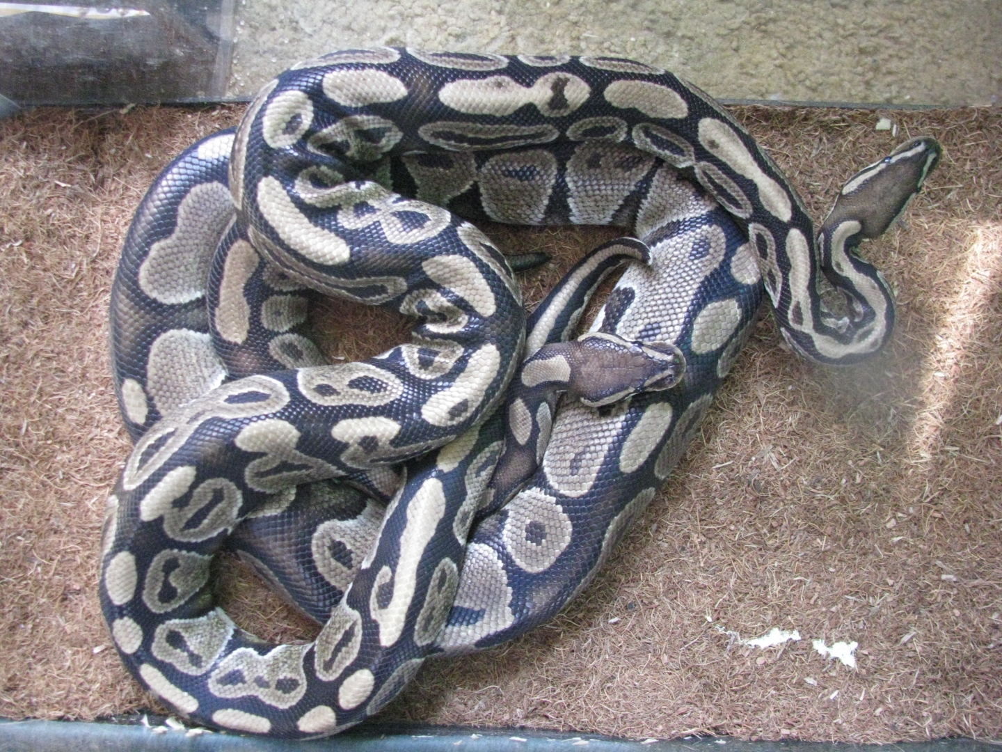 breeding pair of ball pythons