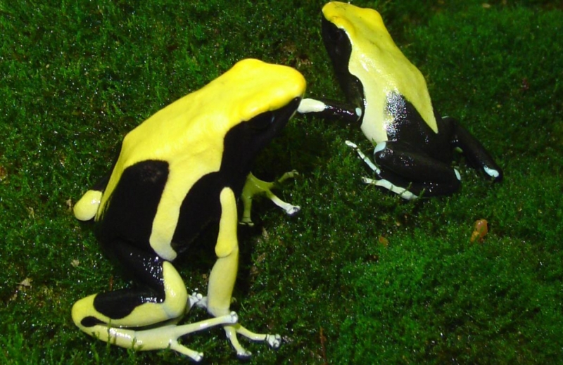 breeding pair of yellow backs
