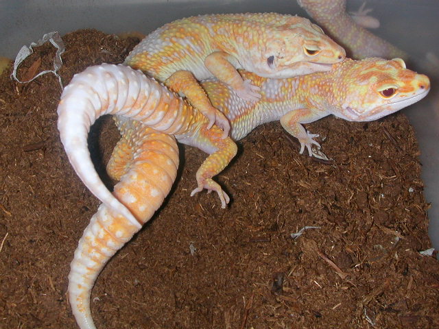 Breeding shot