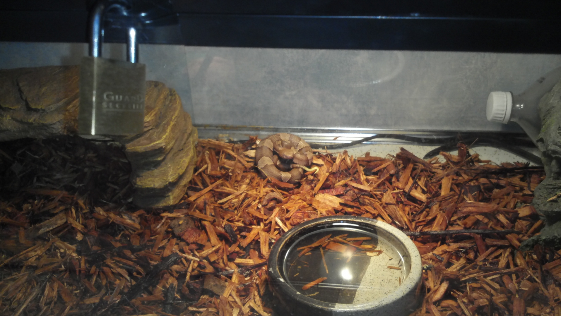 broadbanded copperhead