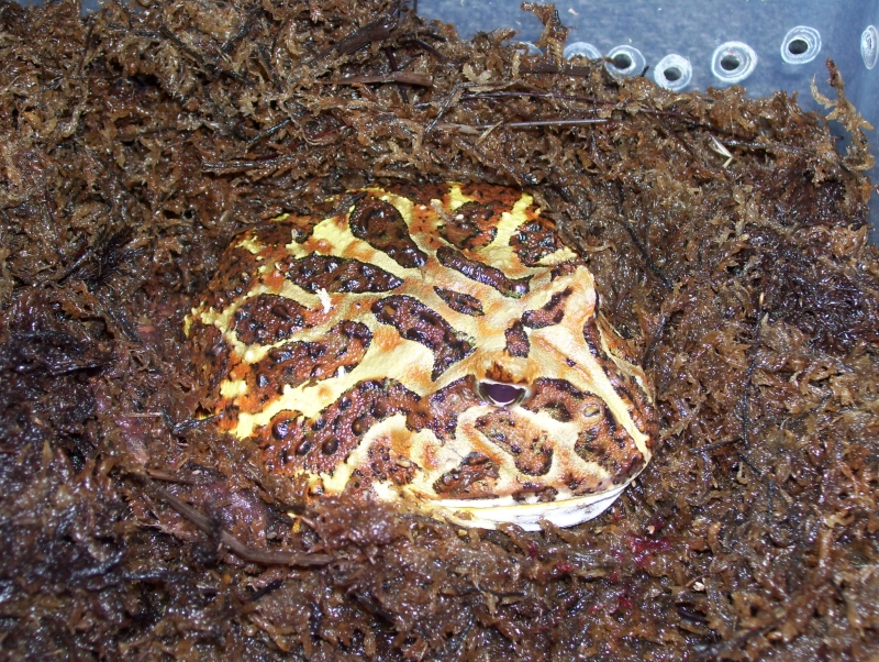 brown pacman