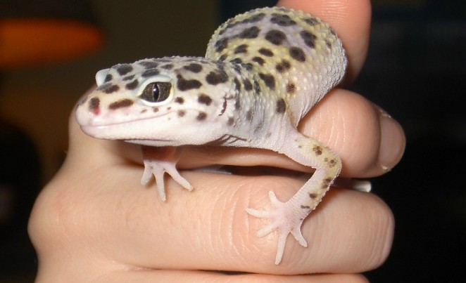 Bubba. (lil rescue)