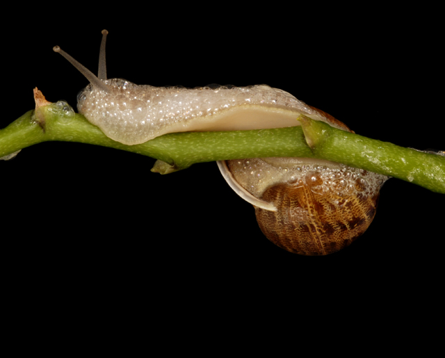 Bubbleing Snail