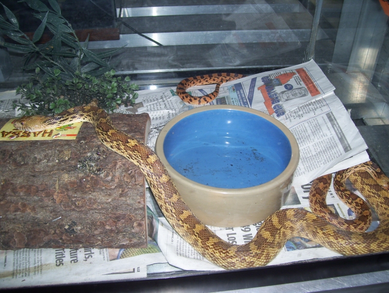 bull snake breeders