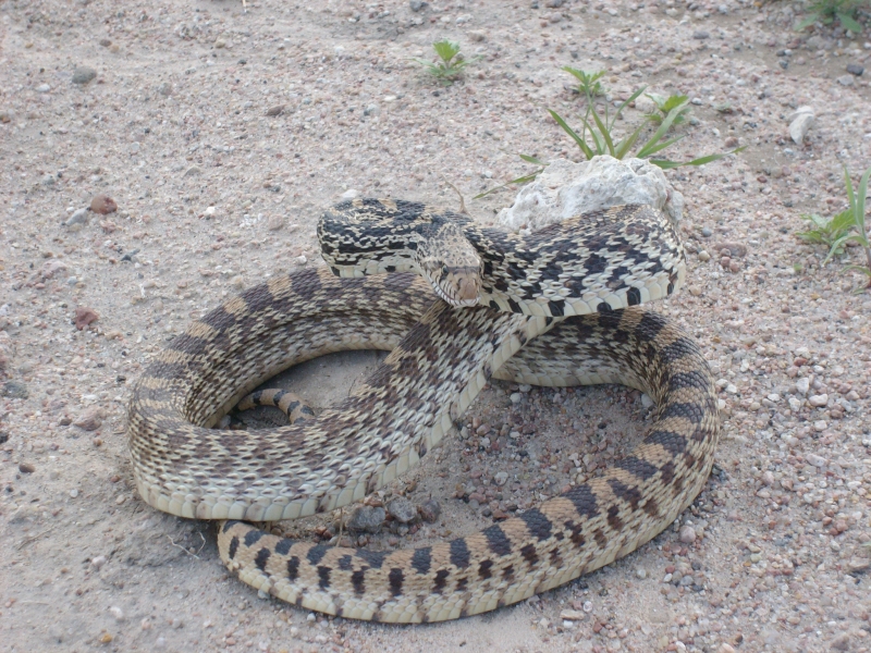 Bull snake ,Getting all mean....LOL