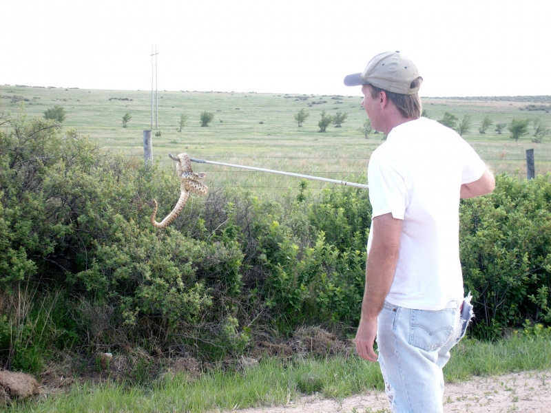 bull snake in the wild