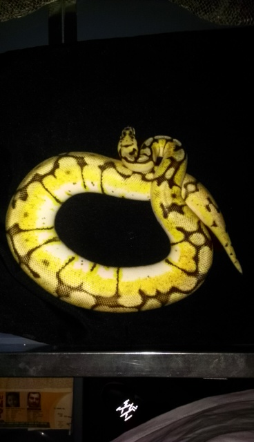 Bumble Bee Female For Sale