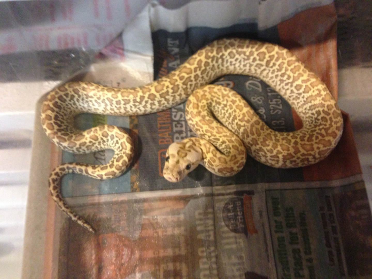 Burmese Python