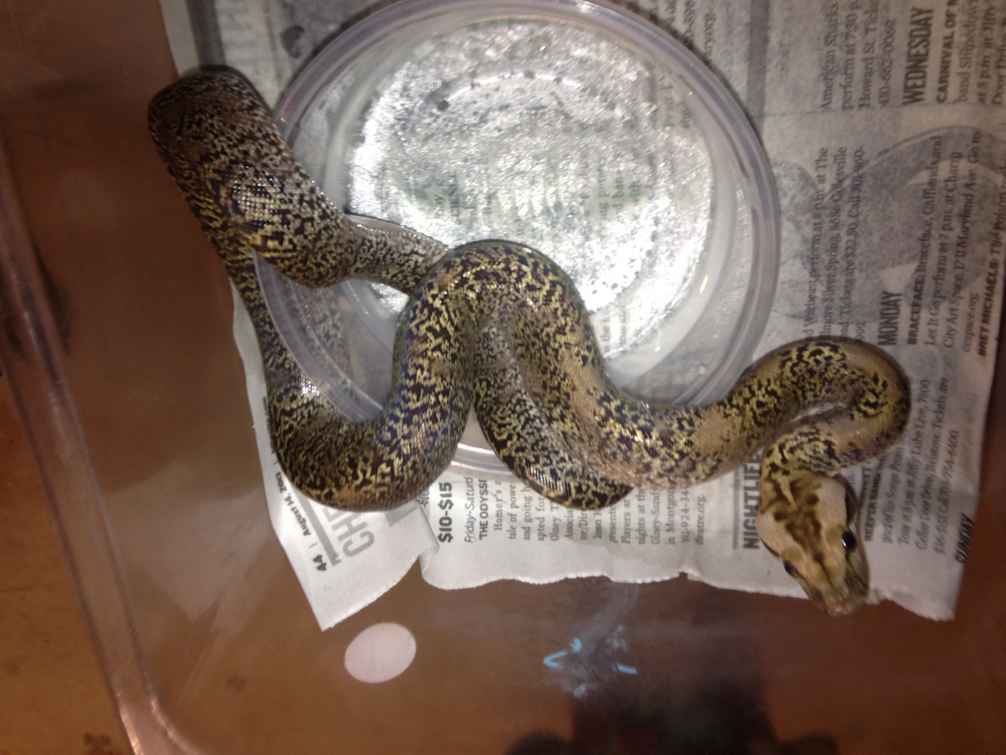 Burmese Python