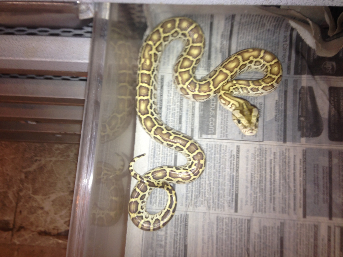 Burmese Python