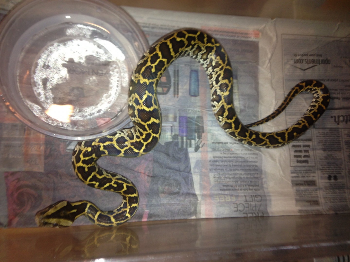 Burmese Python