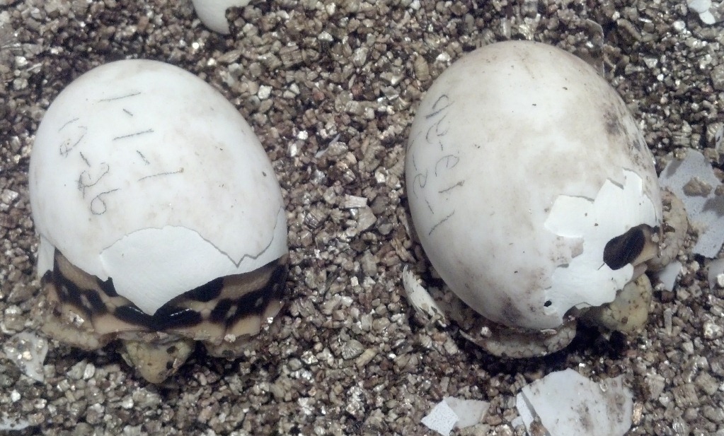 Burmese Stars hatching  2012 season