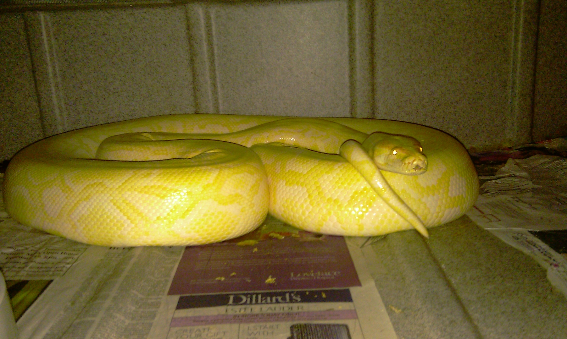 burmese