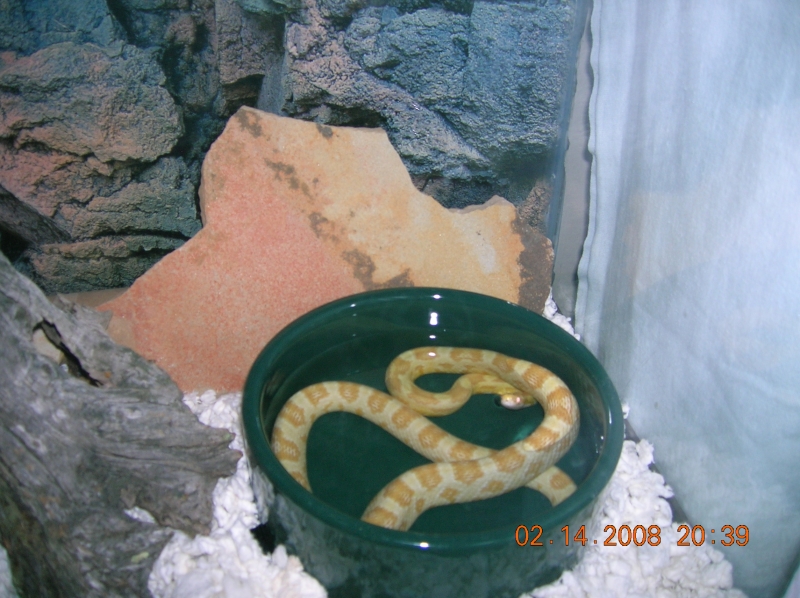 Butter Corn