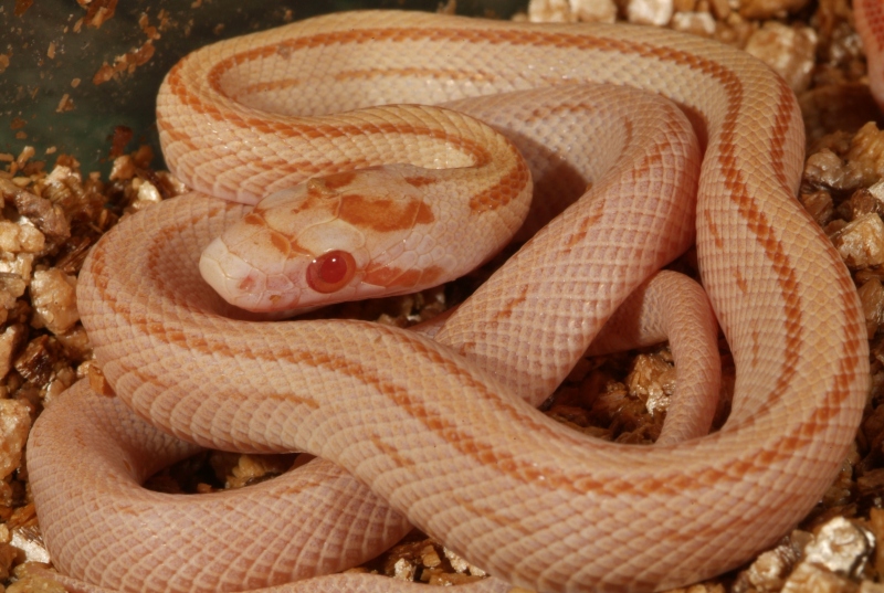 Butter Stripe Corn
