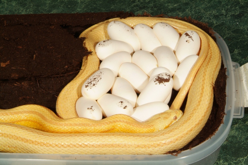 Butter Stripe Eggs!