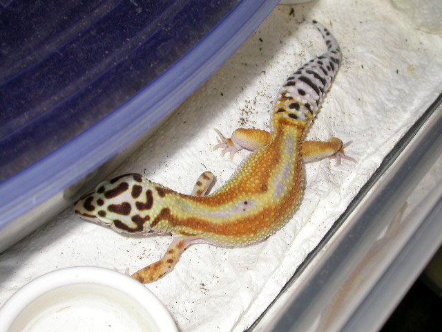 Buttercup - Reverse Stripe Tang