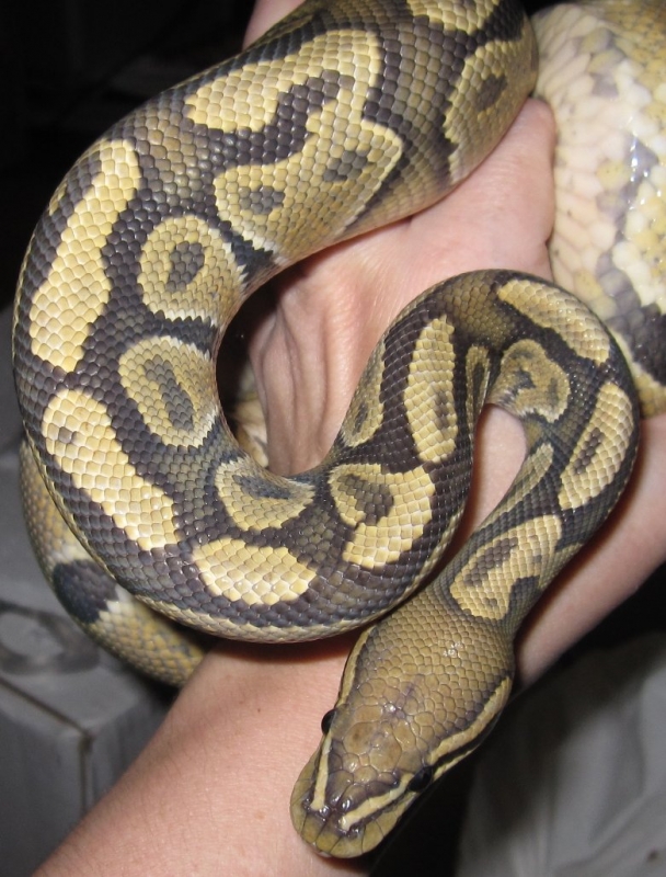 Butterscotch Ghost male