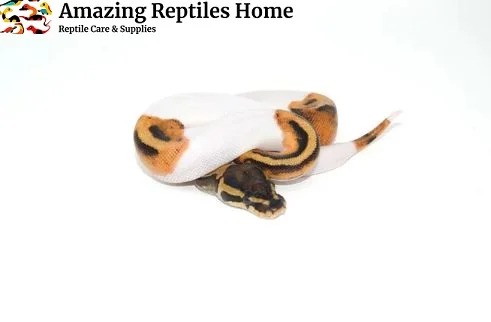 Buy Leopard Tortoises Online